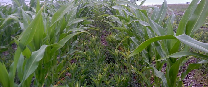 Comienza Inscripción a la Maestría en Protección Vegetal