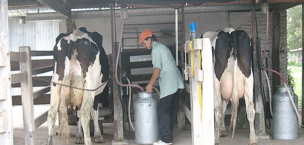 Nuevo pasteurizador en el Tambo 6 de agosto de la Facultad