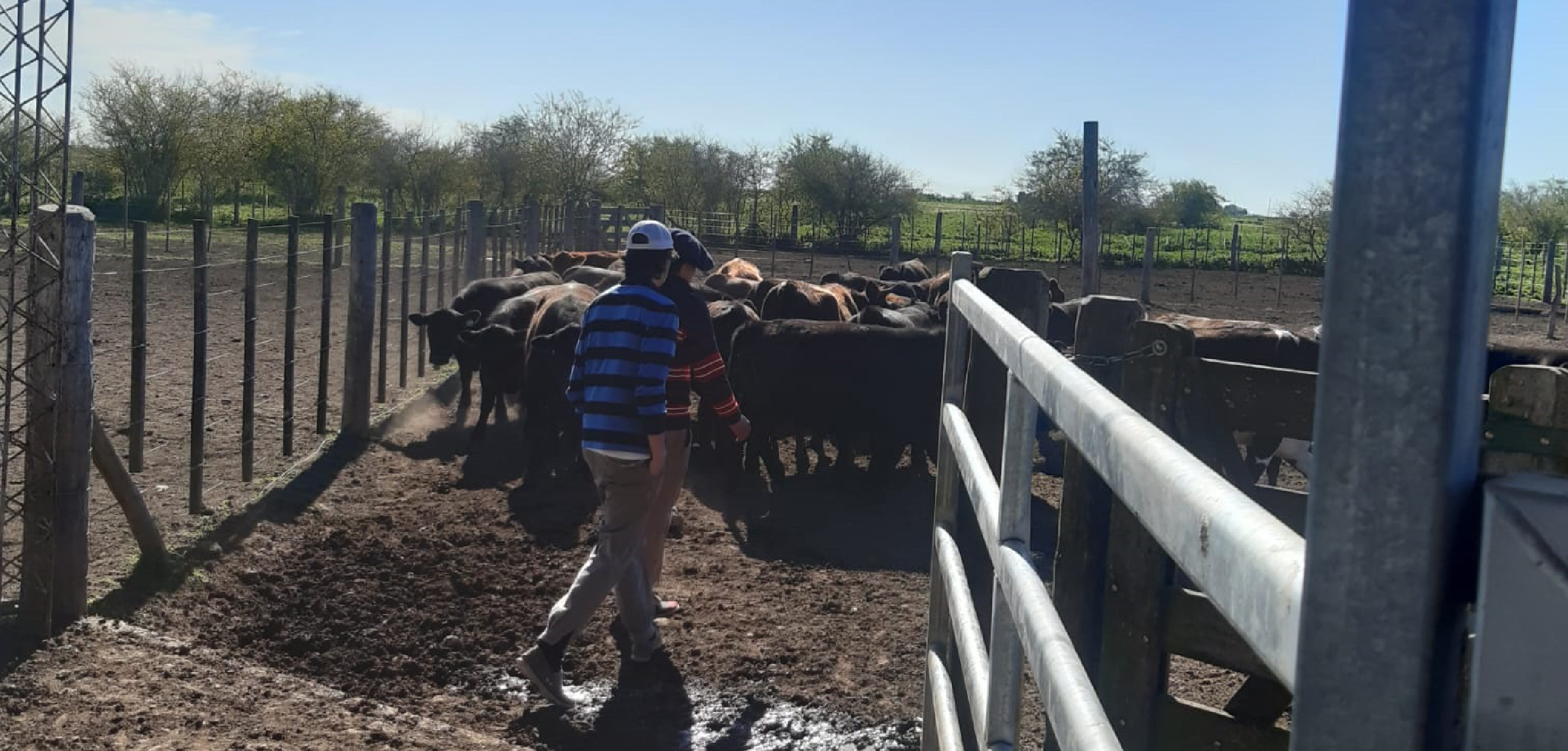 Curso de Extensión y Optativo de Bienestar Animal “en el décimo aniversario de su creación 2013-2023”