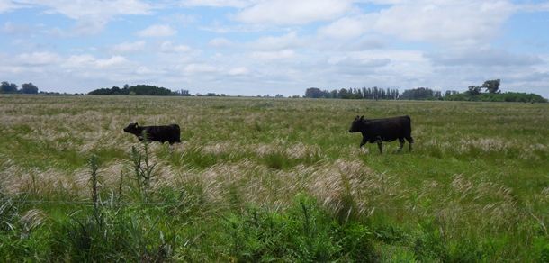 Jornada de Campo sobre Modelo de Cría Vacuna Pastoril. 