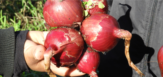 Primer encuentro: Biodiversidad para la transición agroecológica 