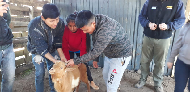 Taller sobre diagnóstico de preñez y condición corporal en cabras