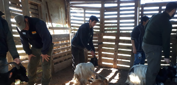 Taller sobre diagnóstico de preñez y condición corporal en cabras