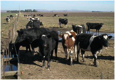 Encuentro con actores de las Agriculturas Familiares