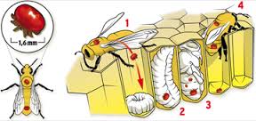 Videoconferencia: Pruebas de eficacia con acaricidas oficiales autorizados por el SENASA para el control de Varroosis en abejas meíferas.
