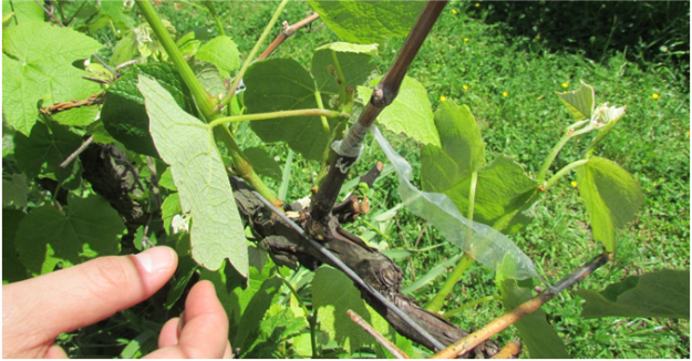 Alternativas de manejo en Viñedos de Uva Isabella: Poda e Injertos