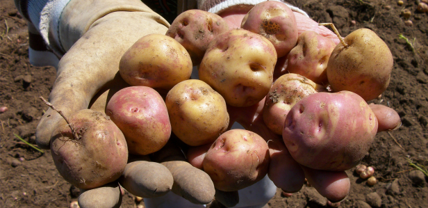 Jornada de Cultivos de Papa y Batata