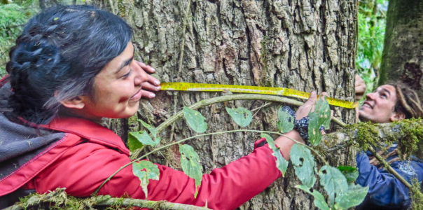 Relevamiento de Bosques  Nativos en  Tucumán